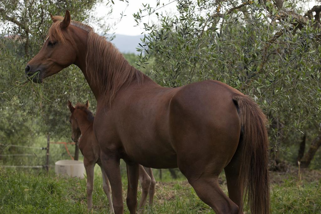 Fattoria Armena Villa Buonconvento Bagian luar foto